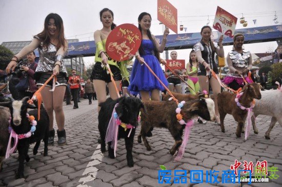 重庆“羊明星”游街迎新年