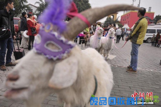 重庆“羊明星”游街迎新年