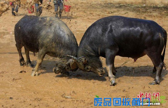 重庆“羊明星”游街迎新年