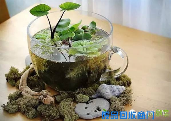 【手工DIY】别再买花瓶了，教你不花一分钱做盆栽！