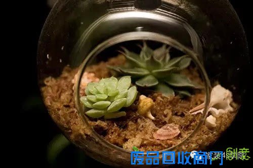 DIY多肉植物装饰小物~少女心泛滥