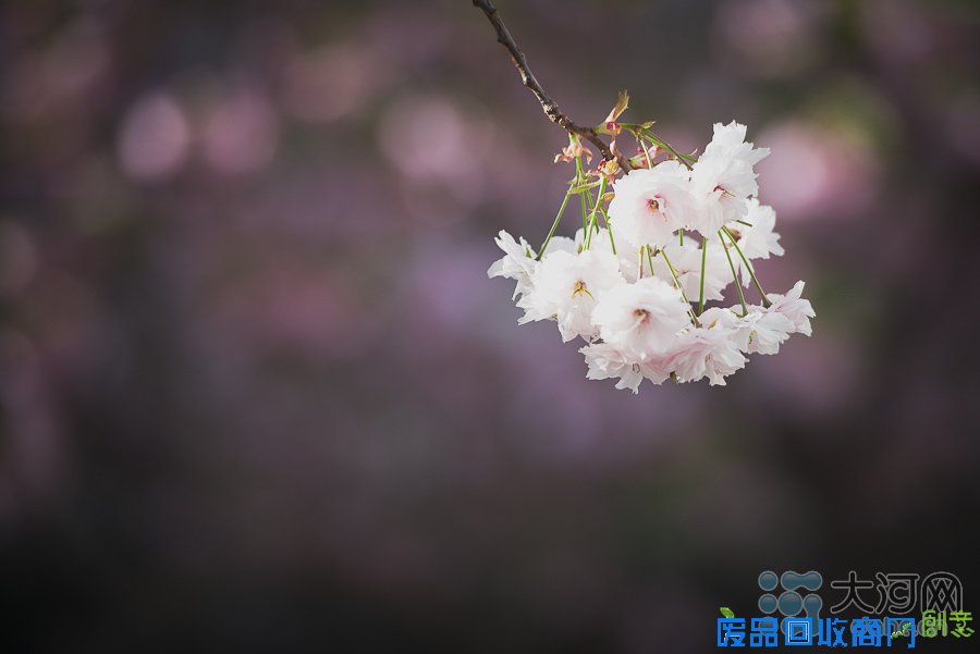 河南高校樱花盛放游人如织 鲜花美女成风景