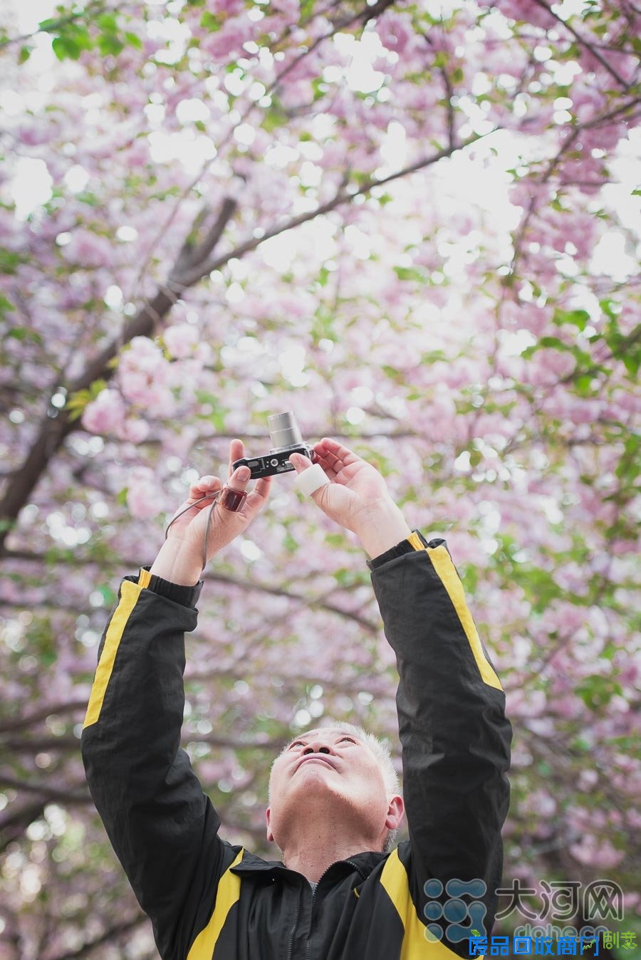 河南高校樱花盛放游人如织 鲜花美女成风景