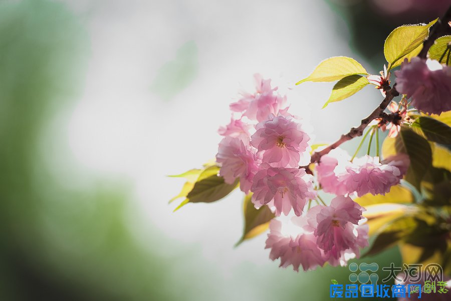 河南高校樱花盛放游人如织 鲜花美女成风景