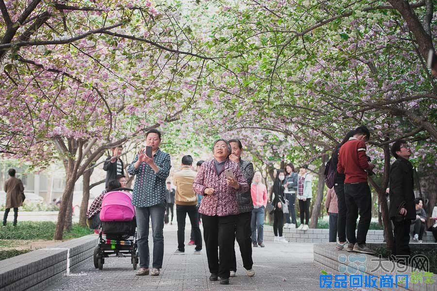 河南高校樱花盛放游人如织 鲜花美女成风景