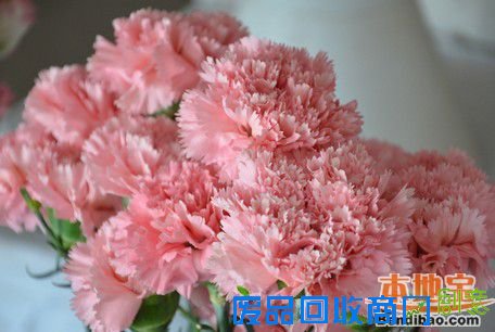 教师节送什么礼物好 教师节送什么鲜花好 教师节送什么礼品 教师节送礼