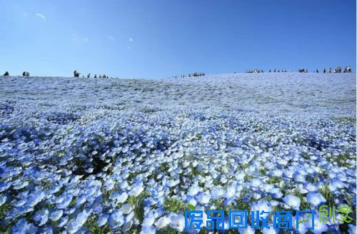 美丽的花海自然风景图片