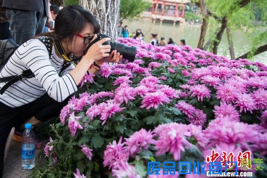 视觉临汾：众游客“扎堆”西湖赏菊 场面壮观