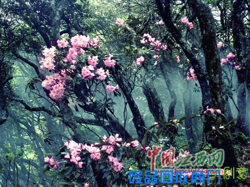 2015第六届井冈山杜鹃花节4月18日开幕 为期一个月