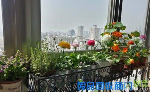 【阳台花架】阳台花园装修效果图