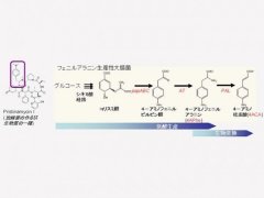  大肠杆菌“造”出耐400摄氏度高温的塑料