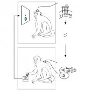  美科学家在猴子中实现“阿凡达”式异体控制