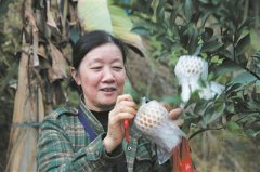 长泰生态采摘自驾游 体验“小黄山”的酸甜芦柑